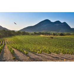 Voyage Œnologique en territoire Corse